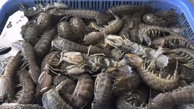 广州海鲜天堂介绍,广州黄沙有哪些海鲜