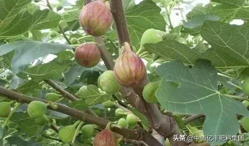 无花果种植效益,南京种植无花果的效益