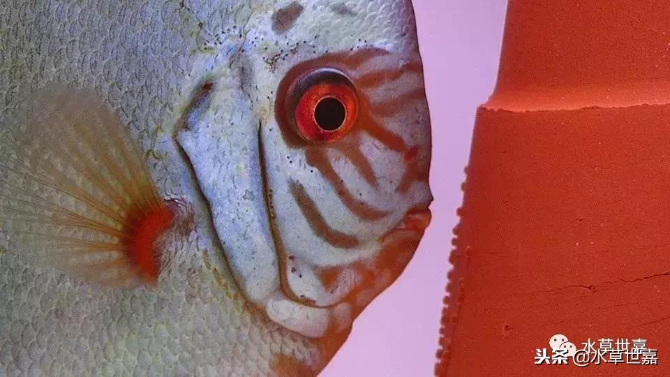 七彩神仙鱼水族箱布景,七彩神仙鱼苗繁殖技术