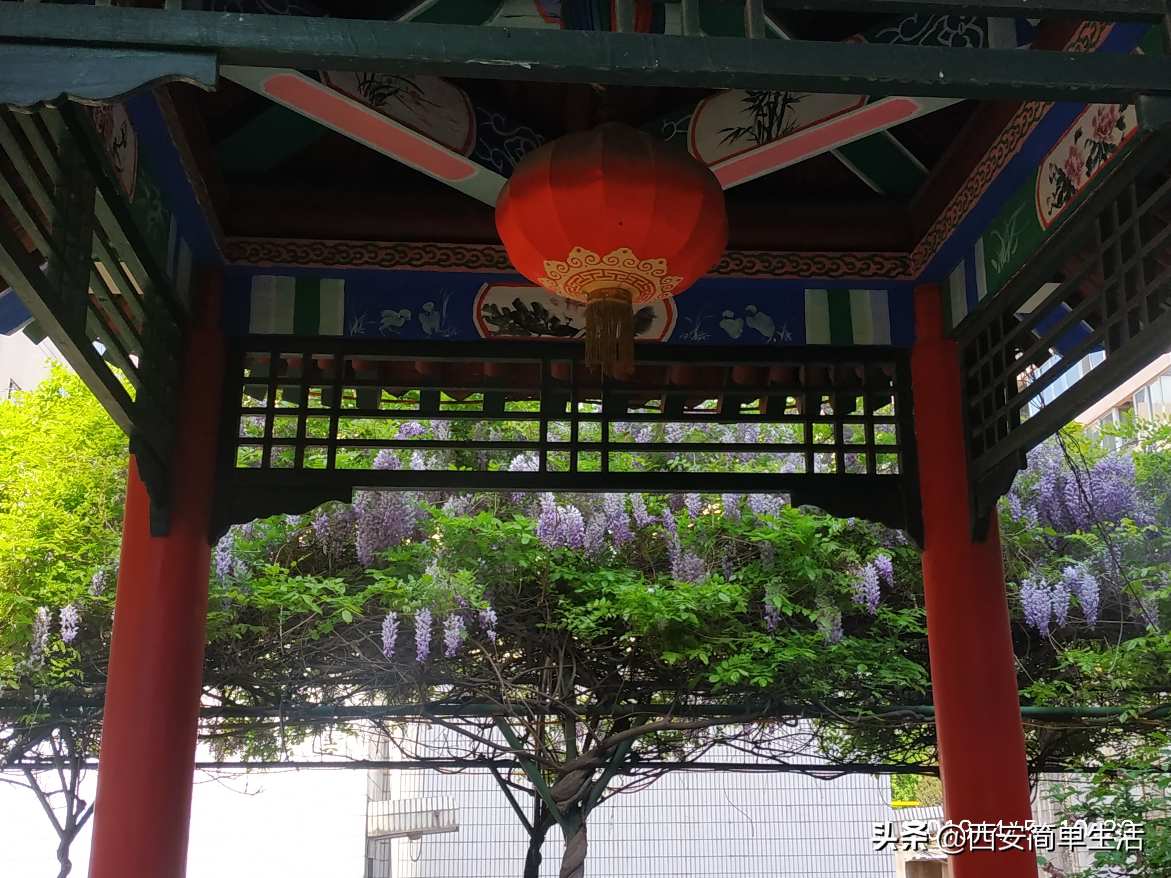 紫藤花一帘幽梦在哪里,紫藤花开如一帘幽梦