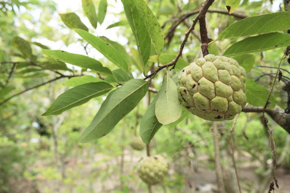澶х洰鐑甫閲婅喀鏋滅暘鑽旀灊,鐣崝鏋濆拰鑽旀灊鏄竴鏍锋按鏋滃悧