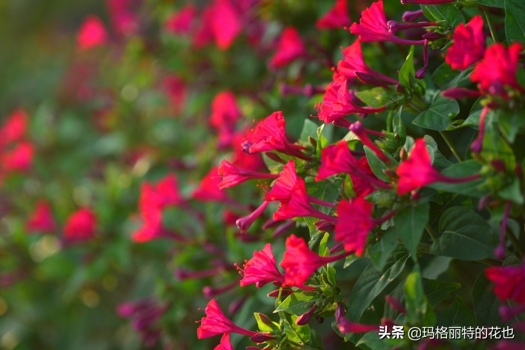 花园里四季常青的树,花园里四季都绿的植物
