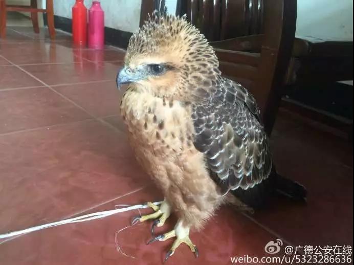 还没看《神奇动物在哪里》?没关系,你错过的神奇动物都在这里