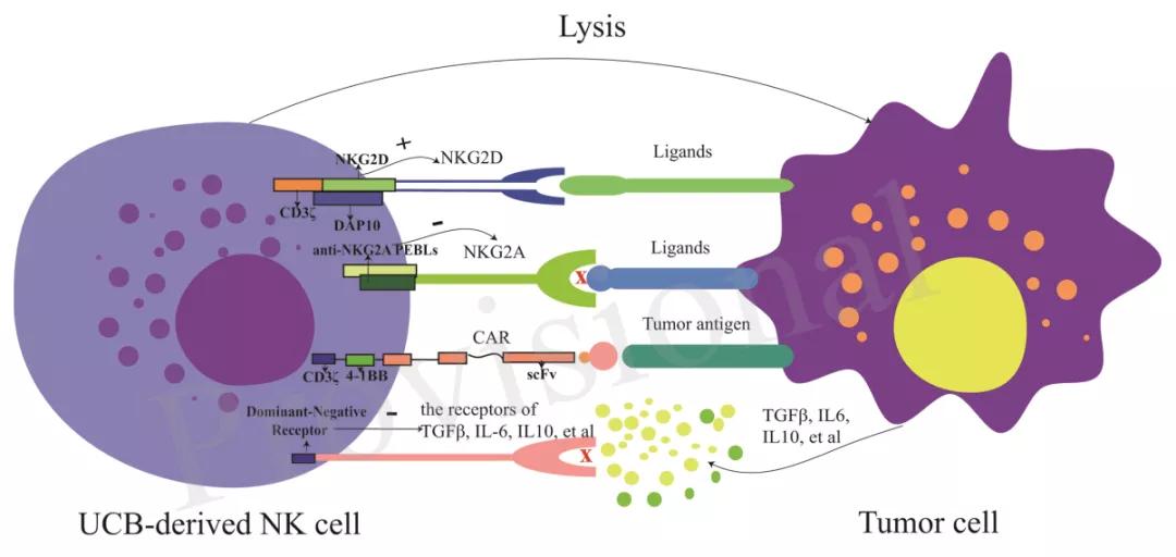 脐带血造血干细胞能治什么病,脐带血提取细胞治疗癌症吗