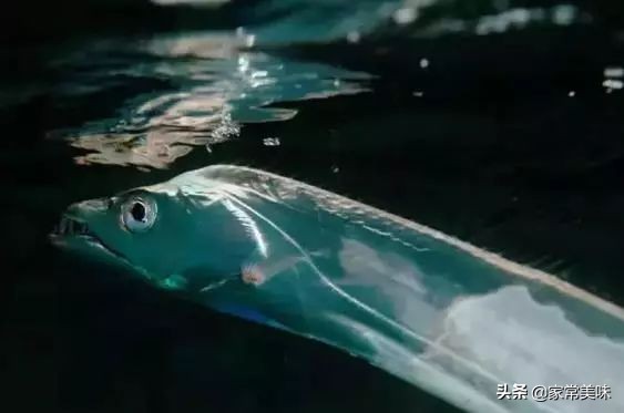 带鱼为啥价格相差那么多,同样是带鱼为何价格相差好几倍