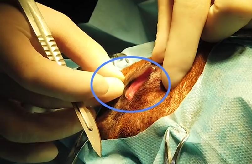 主人给狗狗割双眼皮,狗狗切双眼皮后遗症