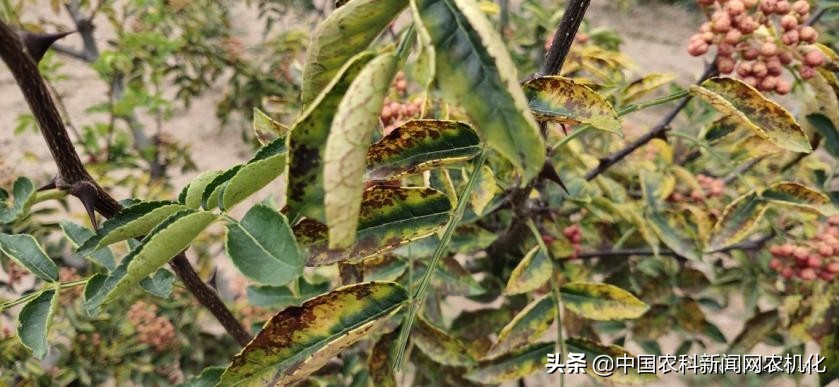 摘花椒的技术视频,花椒采摘时是直接采摘还是剪枝