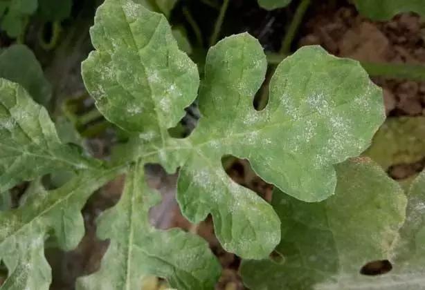 白芨病害及防治,白粉病发病规律防治措施