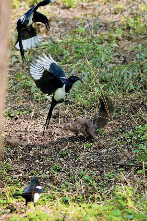 追兔捉鹰,撵兔子逮鹰的话