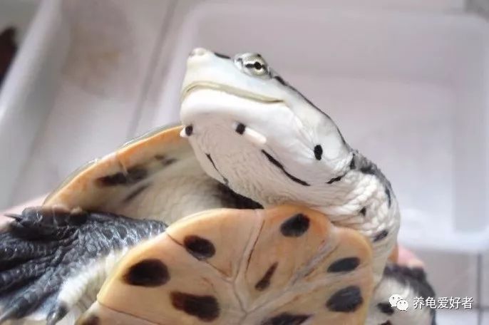 解答各种龟类问题,养龟的10个困惑