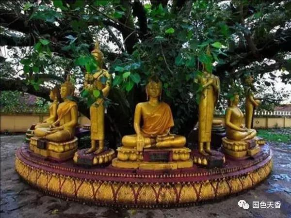 菩提花开观自在,菩提花开见性成佛