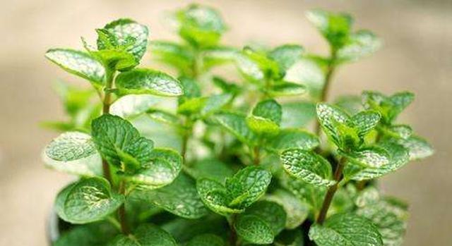 天气热浑身无力乏累吃啥药,天气热身体乏力怎么办