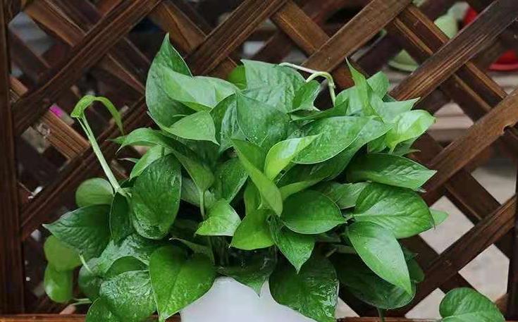 绿萝叶片发黄怎么挽救,绿萝为什么叶子发黄应该怎样管理