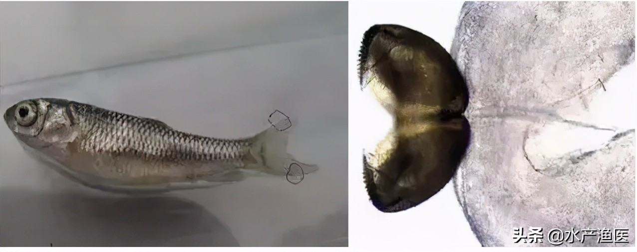 养殖鱼常见体外寄生虫,23种鱼类寄生虫图片库
