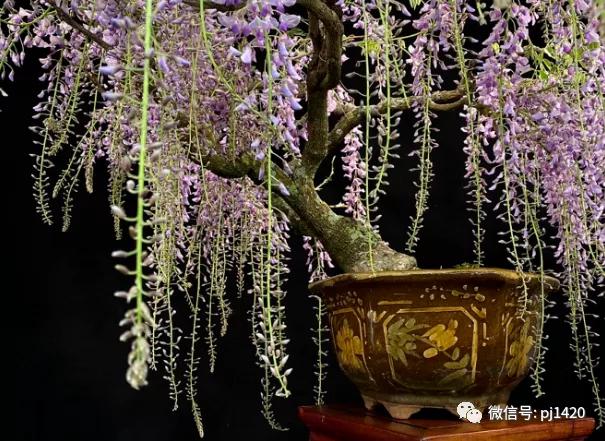 紫藤之美,紫藤迷人的气质