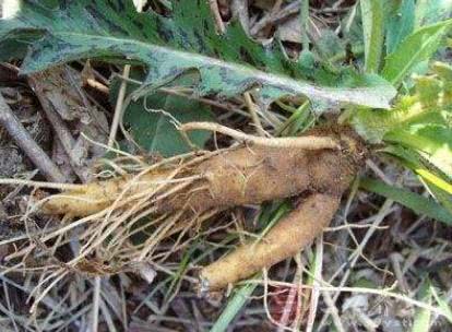 农村1杂草，名为“牛膝”，曾受皇室重用，如今少有人知珍贵价值