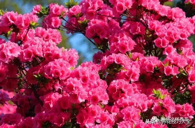 刚栽的杜鹃花蔫了怎么办,杜鹃花死了一半怎么回事