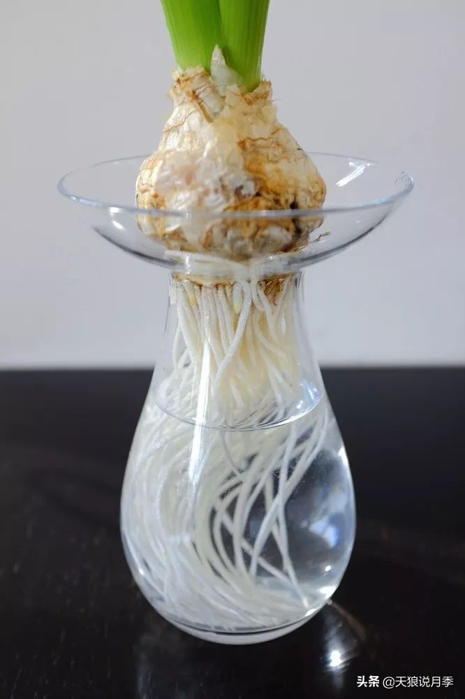 狼家球根怎么样,狼家球根上市了吗