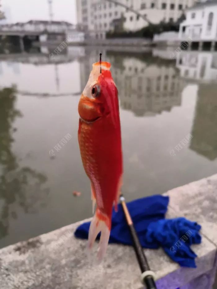 钓鱼一时爽一直爽,钓鱼一时爽一直钓一直爽