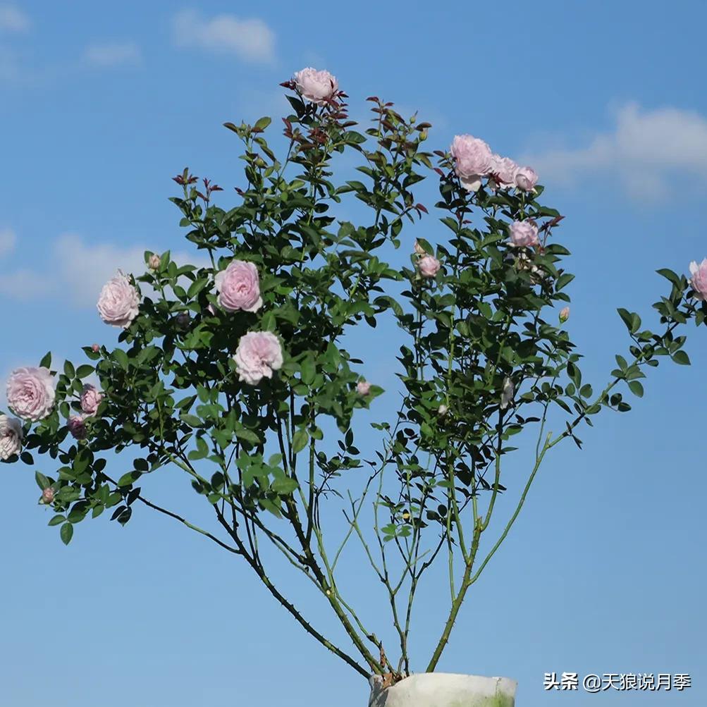 不容易，天狼自育终于打折了！空蒙只要50不到！