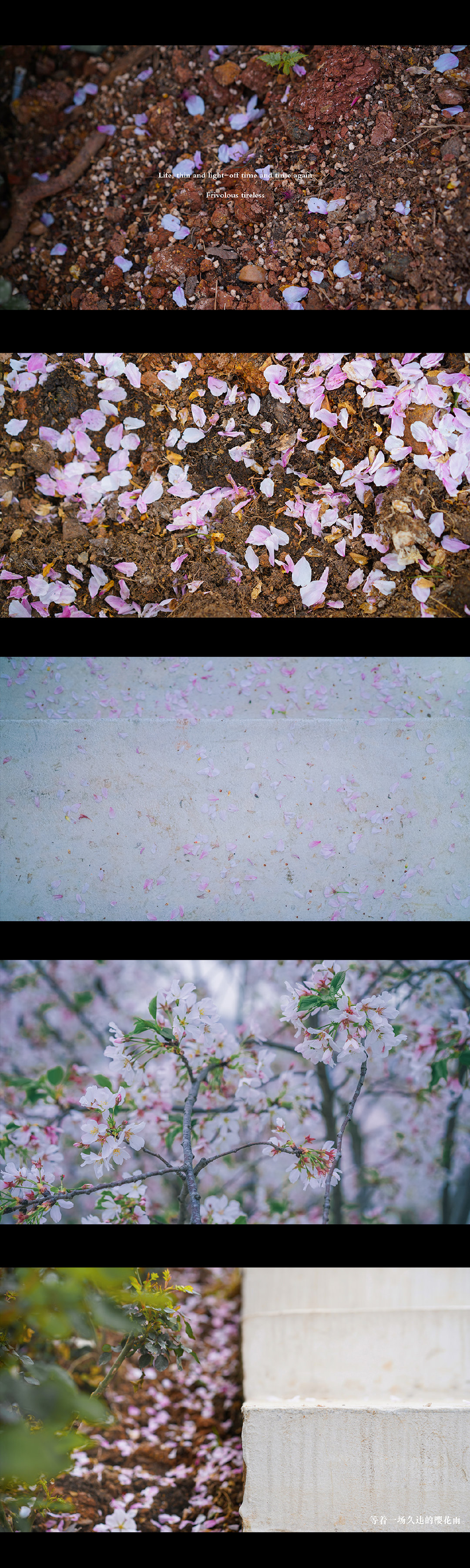 春日写生浪漫樱花,春季樱花写生季