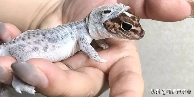 这组很少见的图片，看完知识储备量又增加了