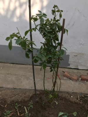 藤本月季花苗怎么养,冬季栽种藤本月季怎样养护