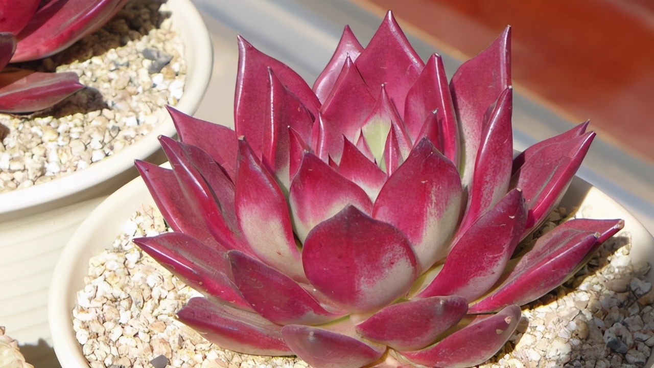 多肉冻伤了怎么挽救,轻微冻伤的多肉叶片还能恢复吗