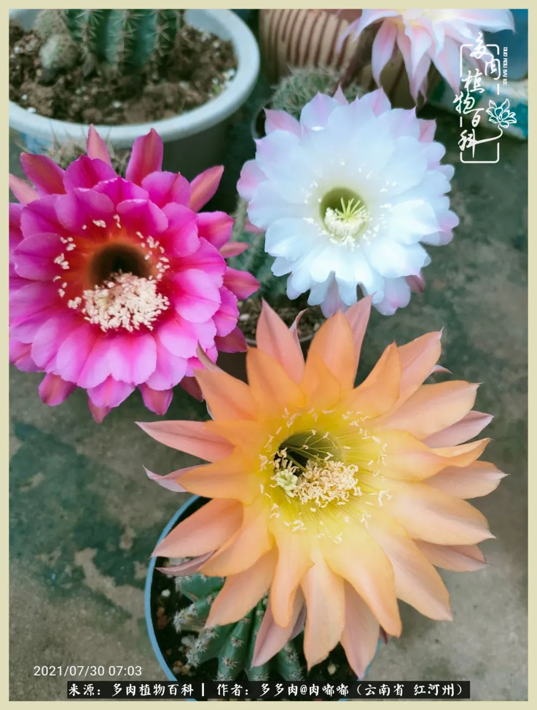 这个春天我们一起去赏花,这个季节我们一起去看花