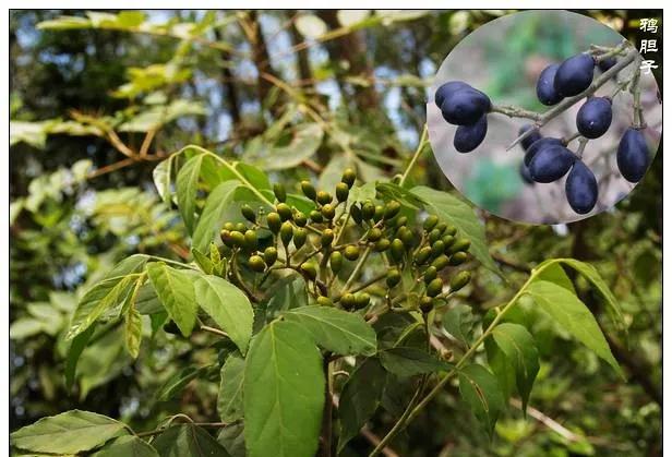 25种常见有毒的花草树木,警惕50种有毒植物