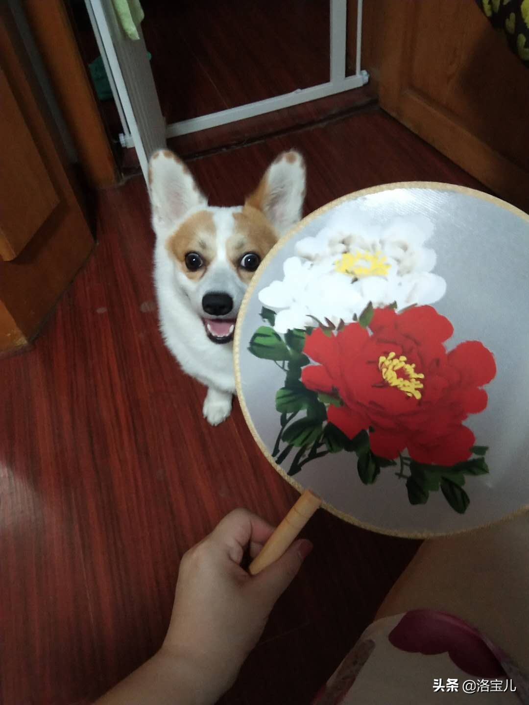 狗狗多久会忘记前主人,狗狗走丢后多久会忘记主人