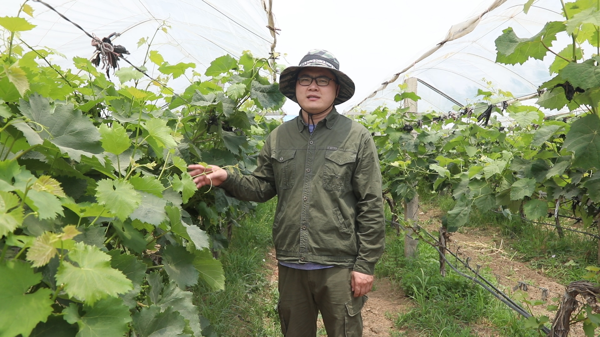 葡萄要多久才能变成葡萄干,葡萄为啥能晒成葡萄干