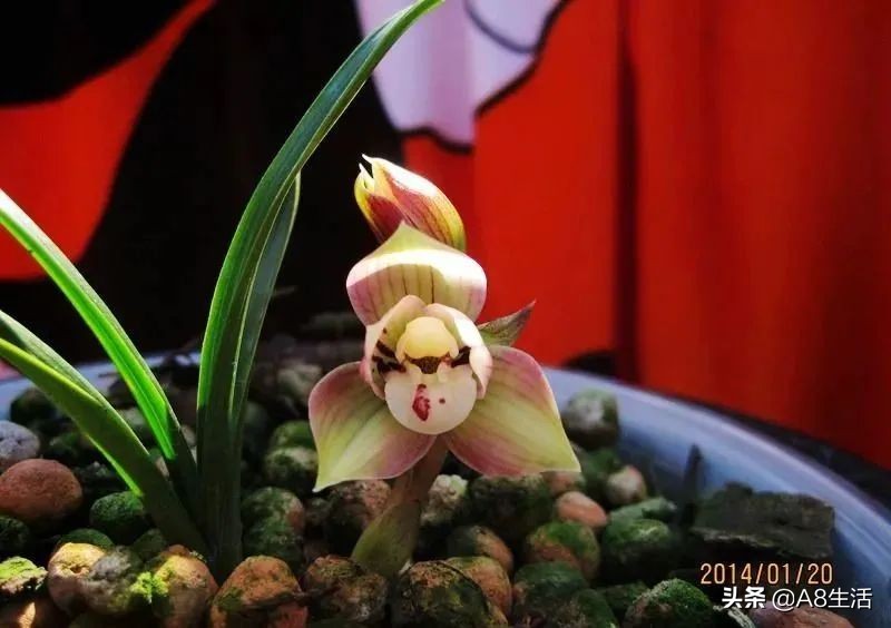 春兰姜氏荷兰名品欣赏,姜氏荷兰花春兰