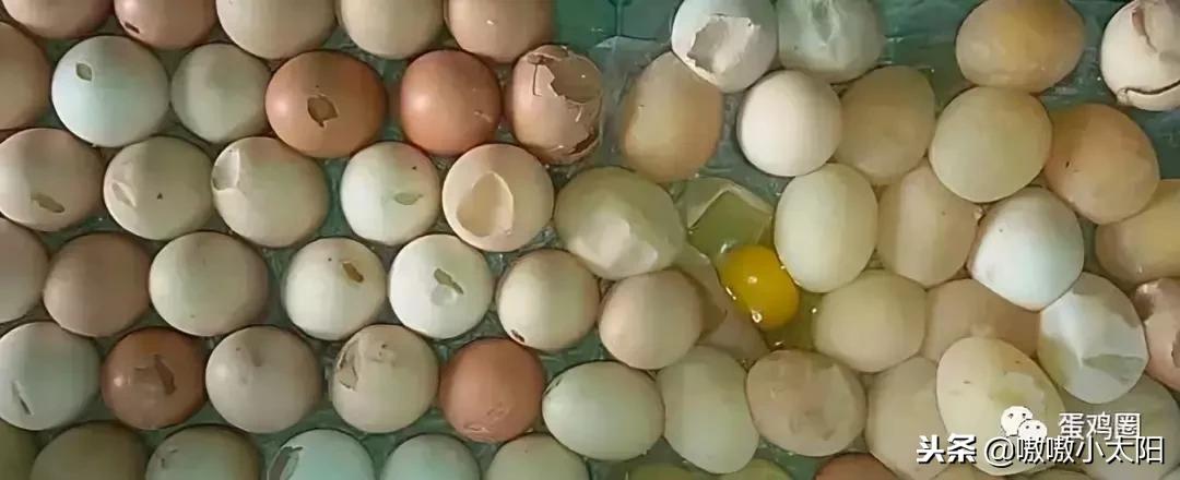 蛋壳是如何形成的?破蛋、软蛋多是咋回事?