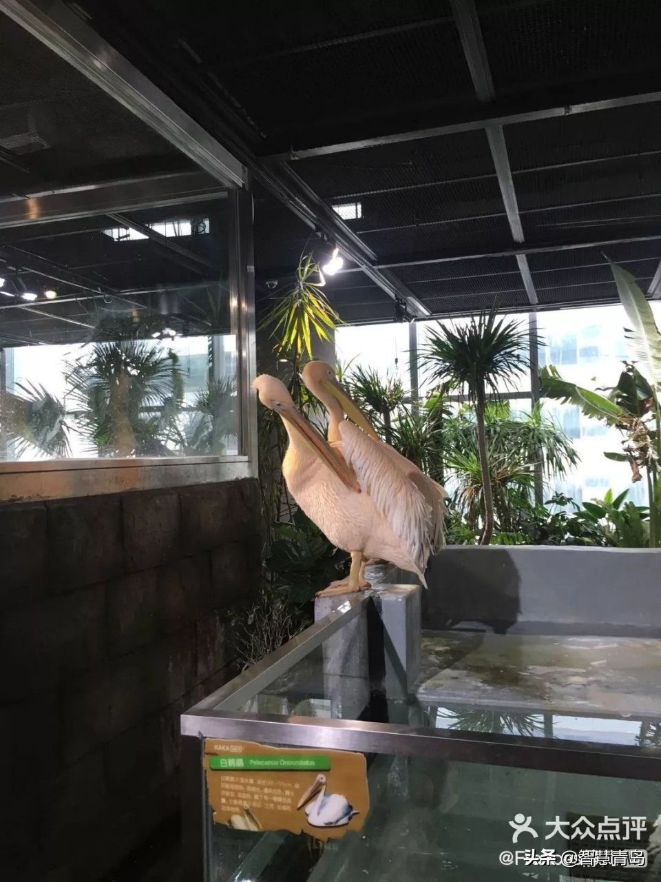 青岛威海烟台夏天哪个凉快,青岛夏季游玩攻略大全