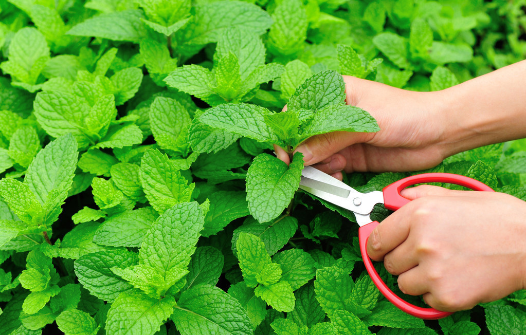 薄荷枯黄怎么办,薄荷徒长怎么办