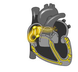 我们是怎么动起来的,心动的人的心脏是怎么跳动的