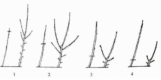 最全最完整的园林植物整形修剪技术规范(转自农林慧小妹,收藏)