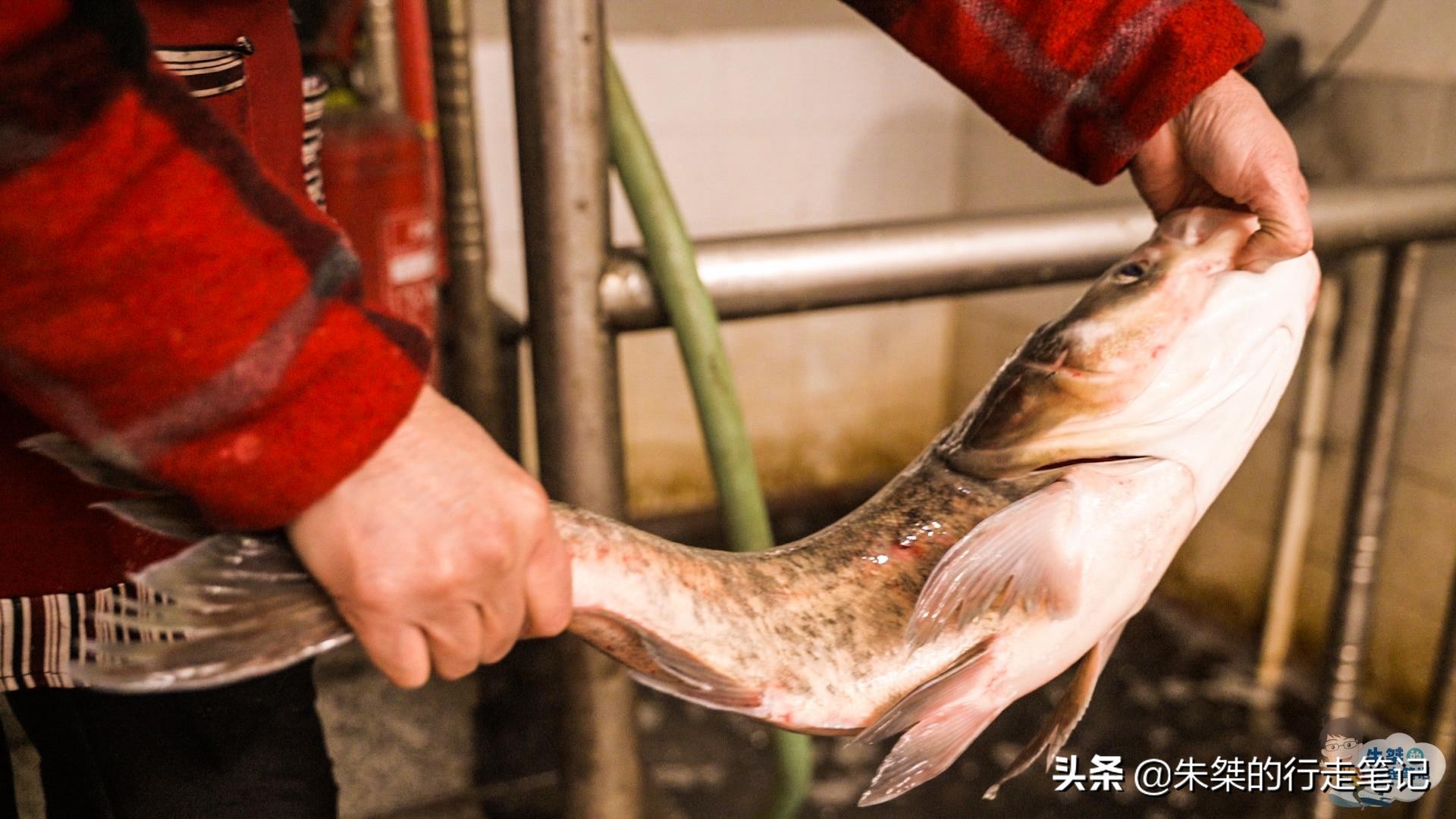 溧阳市区天目湖鱼头汤哪家最正宗,来溧阳一定要尝天目湖鱼头汤