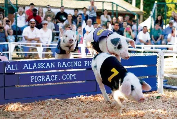 猪年说猪,猪年趣谈猪