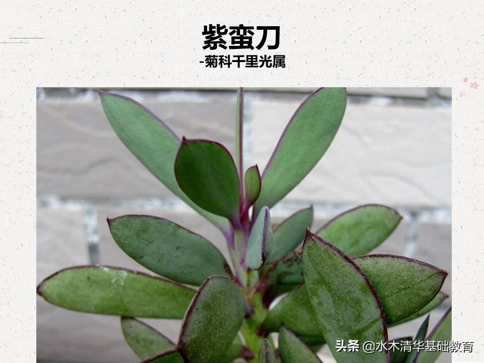 梦幻女王多肉植物百科图谱,原产地多肉植物图谱pdf