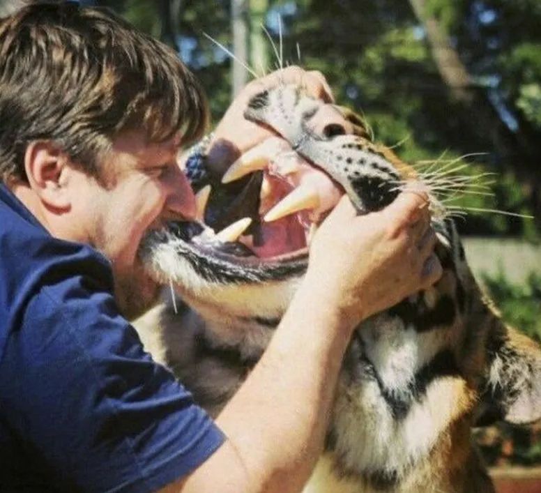 东北虎下山进村伤人老虎被鹅咬,东北虎下山进村伤人最后怎么样了