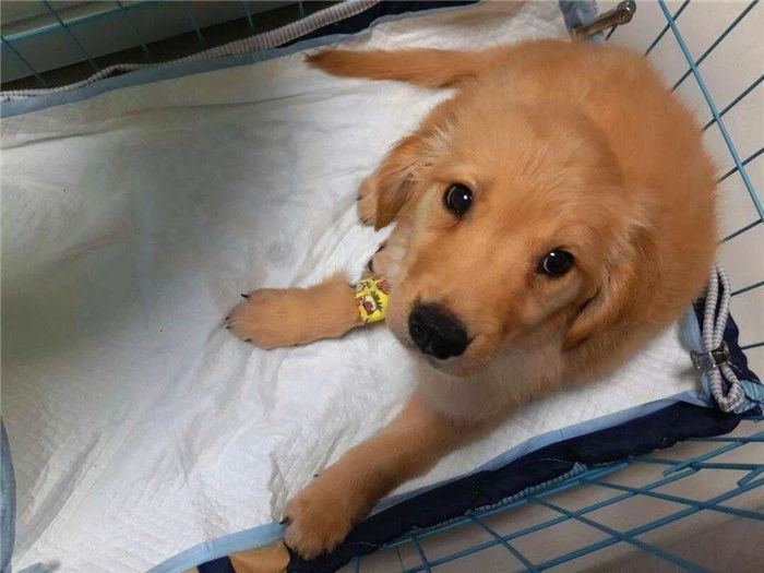 狗狗打完疫苗会有不良反应吗,狗狗打疫苗后不良反应多久能正常