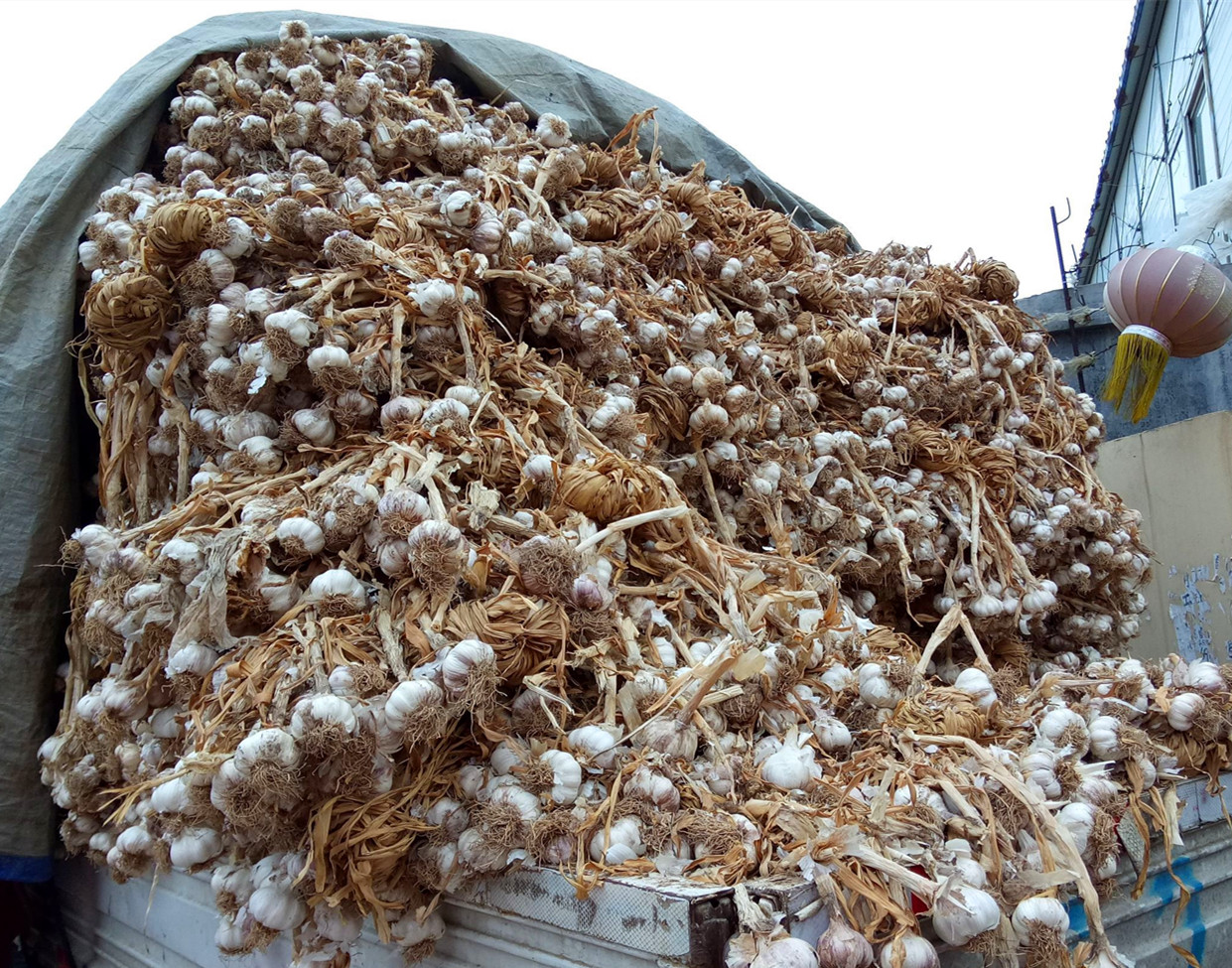 腌糖蒜需要放白醋吗,腌糖蒜直接放醋和糖可以吗