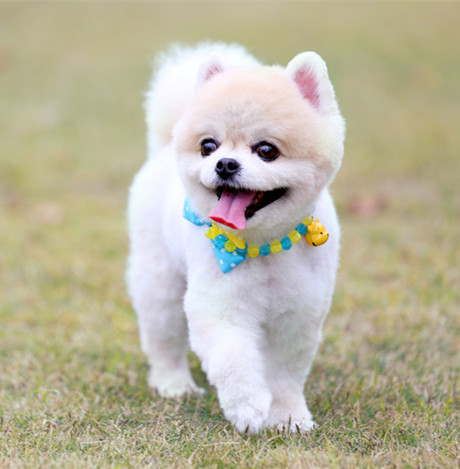 狗狗毛打结的处理方法,狗狗毛发打结