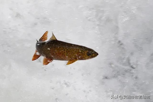 金日成爱吃的它,居然已经在国内绝迹?