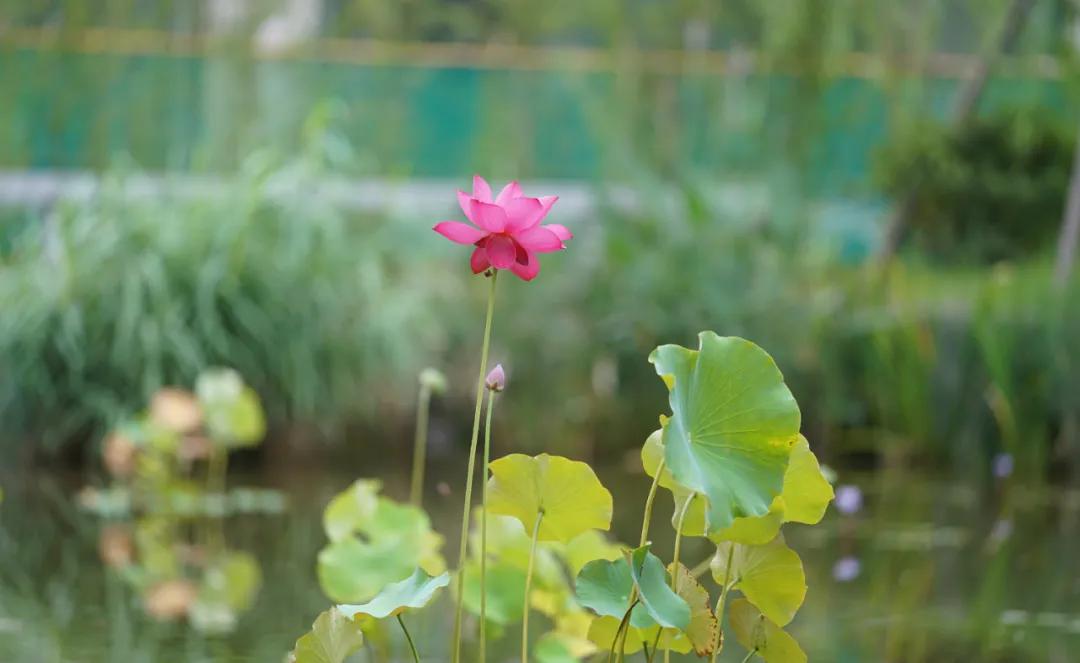 忍不住回想，少年的舞和歌。美如西川汇的你，值得世上最贵的奖杯