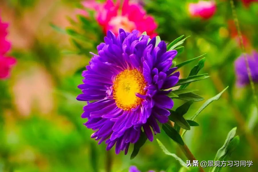 农村庭院花园效果图大全现代简约,花园设计效果图庭院180平方米