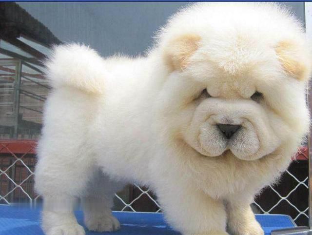 养一只松狮犬真实感受,松狮犬优点和缺点分析图