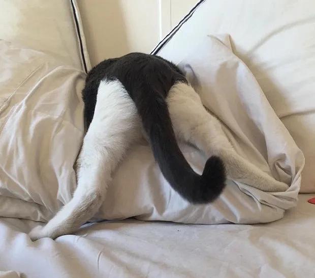 摸猫咪的时候猫咪咬人怎么纠正,怎么改正猫咪爱咬人手玩的习惯